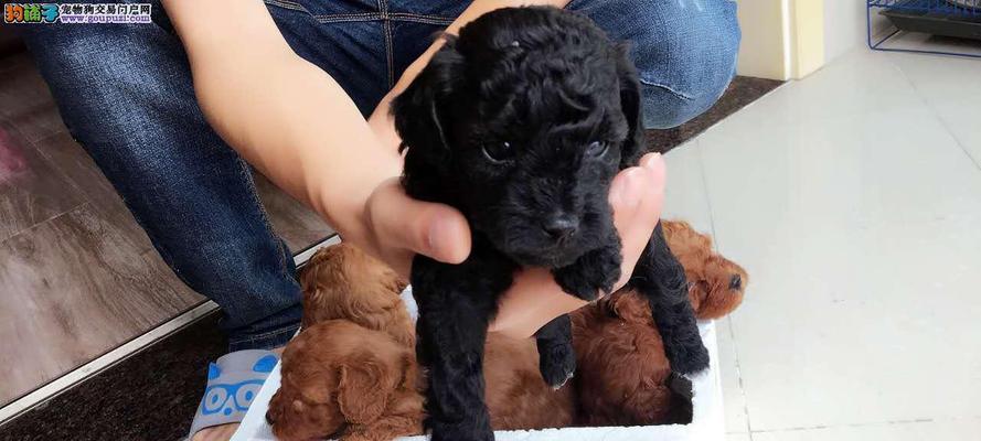 40天泰迪幼犬成长日记