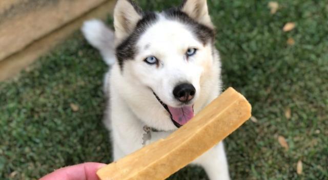 如何激发狗狗的食欲（15个有效方法教你让宠物爱上吃饭）