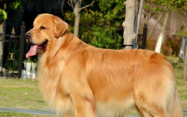 训练金毛犬不扑人的秘诀（以宠物为主，让金毛成为温顺的家庭伙伴）