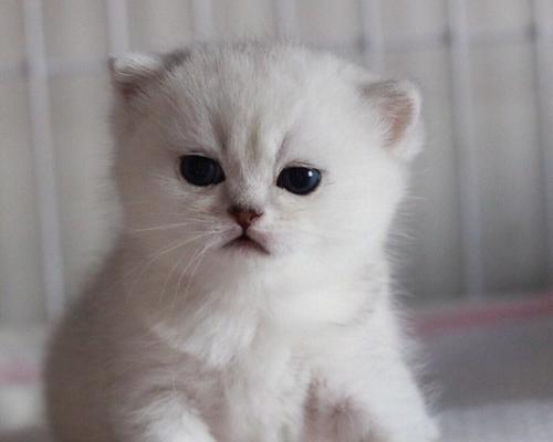 猫咪呼唤同伴的声音（探究猫咪呼唤幼崽声音的意义与方式）