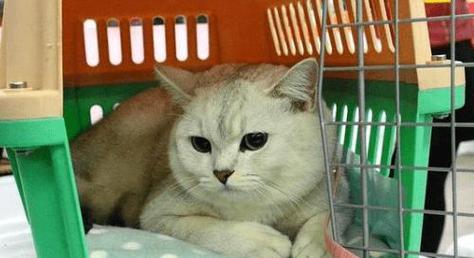 糖尿病人能否养猫？（探究糖尿病人与猫咪的关系及注意事项）