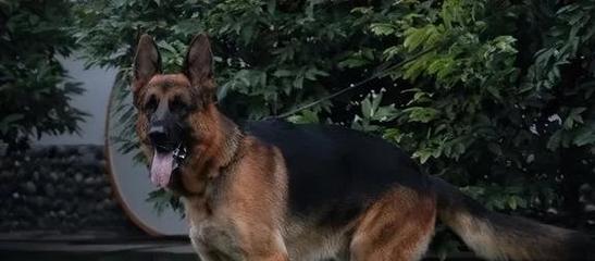 德国牧羊犬不能吃什么？（宠物健康从饮食开始，了解15种不能吃的食物）