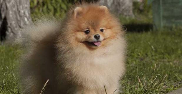 博美不是畸形犬-了解博美的真实面貌
