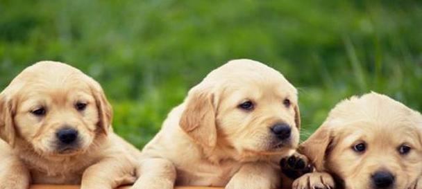 如何正确喂养幼犬（以宠物为主，让你的狗狗健康成长）