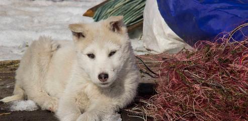 挪威猎犬的盐摄入问题（如何控制挪威猎犬盐的摄入量？）