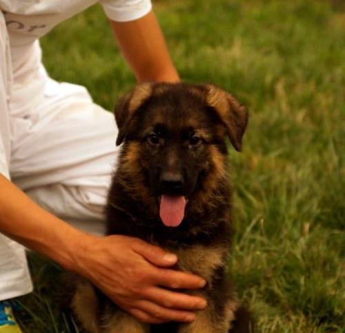 德国牧羊犬洗澡全攻略（宠物爱好者必看，了解每个阶段的洗澡细节）