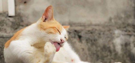 梦见猫咪生小猫，预示着什么？（解读梦境中的小猫，寓意不容忽视）