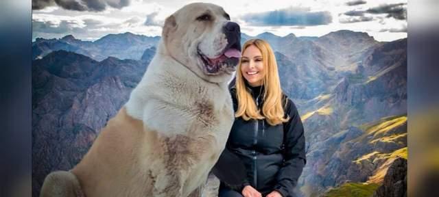 揭秘高加索犬的起源（从遥远的山巅到家庭宠物，高加索犬的漫长历程）