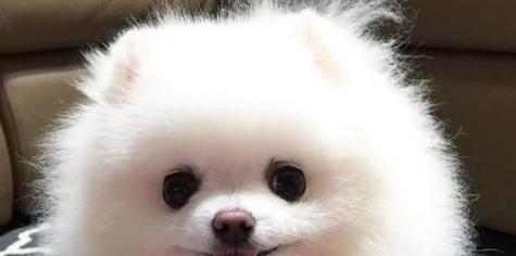 如何解决博美犬的食欲问题（宠物食欲不振，轻松解决）