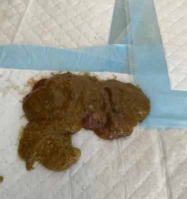 狗放屎血的治疗方法（掌握这些方法，让你的狗恢复健康）