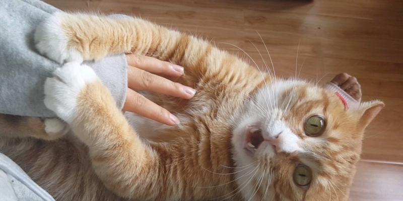 新养的小猫凶还咬人怎么办？（小猫咬人原因、如何训练、注意事项）