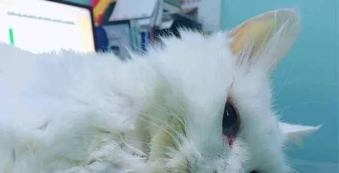 猫咪发烧的原因与治疗（探究猫咪发烧的原因及有效治疗方法）