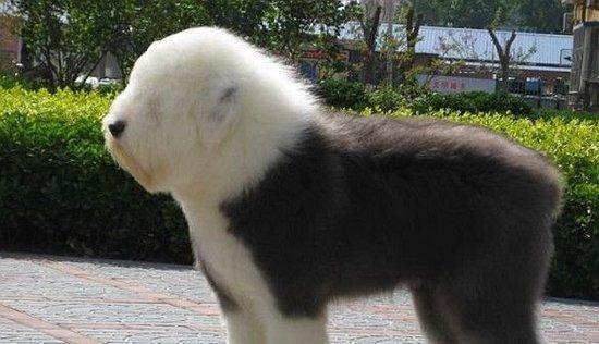 如何养护一只健康的古牧犬（以宠物为主，打造最佳家庭伙伴）