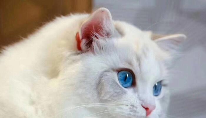 猫咪胎毛的形成与意义（揭开猫咪身上神秘胎毛的秘密）