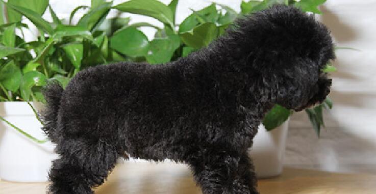 以泰迪犬为主的多彩宠物世界（探秘泰迪犬多种颜色的背后故事）