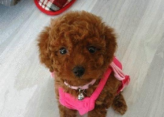 泰迪幼犬40天内的驱虫全指南（养泰迪幼犬必备的40天驱虫攻略，做好它的健康守护）