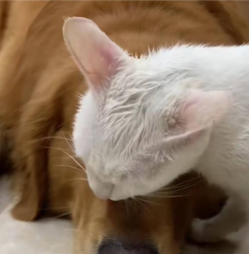 揭秘猫咪舔头发的真正含义（猫咪的舌头传递的不仅是爱）