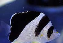 四棘蝴蝶鱼的饲养技巧（打造理想水族箱环境，）