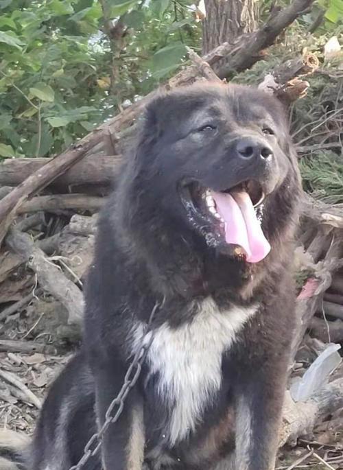 高加索犬健康知识大全（掌握这些知识，让你的宠物健康无忧）