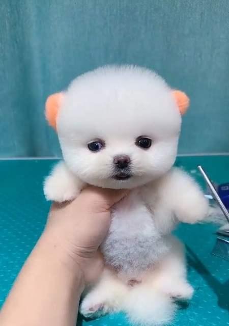 探讨博美的寿命（宠物犬种中的长寿王）
