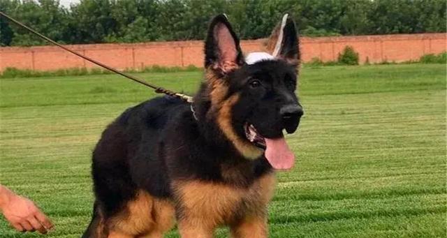 如何训练德国牧羊犬保持安静（通过有效的训练方法，让你的宠物成为更文静的家庭伙伴）