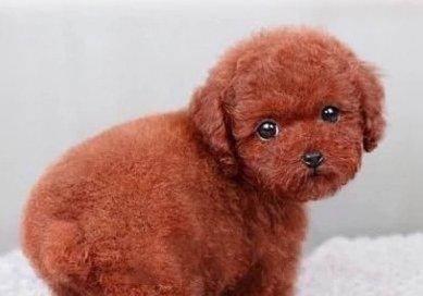 以泰迪犬颜色为主题的探讨（探索泰迪犬颜色的变化和特点）