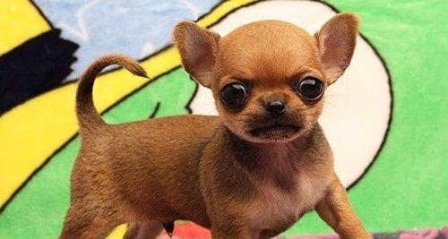 如何养护宠物吉娃娃的健康（宠爱小犬，健康成长）