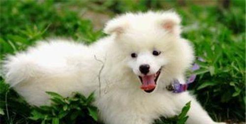银狐犬的饲养全指南（了解银狐犬，给你一个健康、快乐的宠物生活）