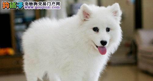 银狐犬的饲养方法（打造健康快乐的宠物生活）