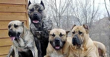 加纳利犬的习性与优缺点（探究这一种宠物的特点，为你选择宠物提供参考）