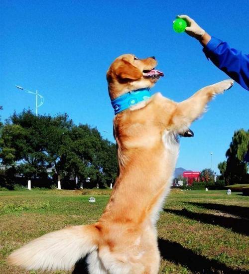 如何训练狗狗作揖？（掌握这些技巧，让你的宠物变成绝佳“绅士犬”）