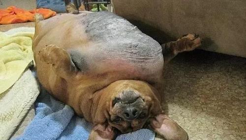 怀孕腊肠犬的饮食指南（宠物腊肠犬怀孕期间如何合理饮食）