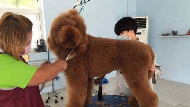 如何护理不同年龄的宠物狗？（从婴儿到老年犬，如何为你的狗狗提供最佳护理？）
