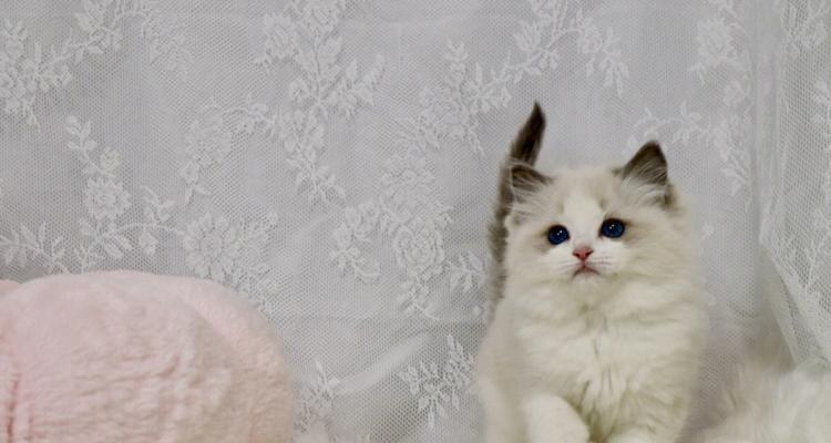 蓝双布偶猫四个月成长全纪录（探寻它的性格、喜好和养护技巧）