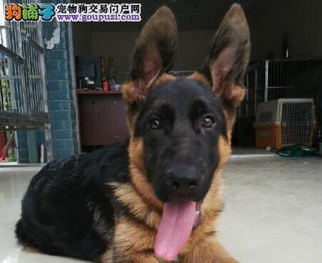如何让你的德国牧羊犬成为最优美的宠物？（关注卫生与美容，让你的犬友更健康）