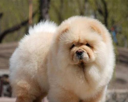 如何科学治疗松狮犬细小？（宠物医生教你如何正确应对细小病情）