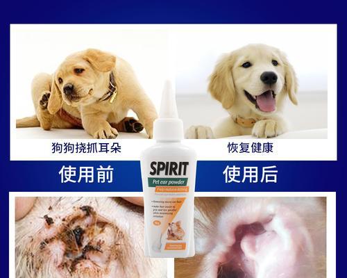 宠物金毛耳螨症状全解析（了解如何预防和治疗金毛耳螨症，让宠物健康快乐）