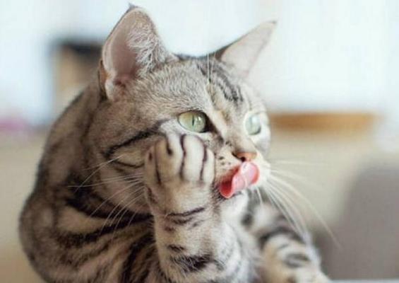 宠物猫吃水果注意事项（正确喂养宠物猫的水果，让它健康成长）
