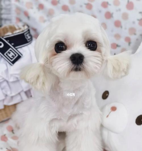 如何以马尔济斯之美容护理让你的宠物更健康美丽（马尔济斯犬品种特征及美容护理方法）