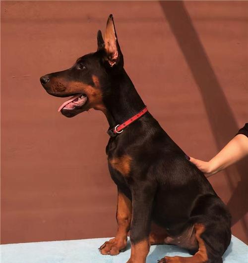 秋田犬护主训练指南（以宠物为主，打造最忠诚的护卫）