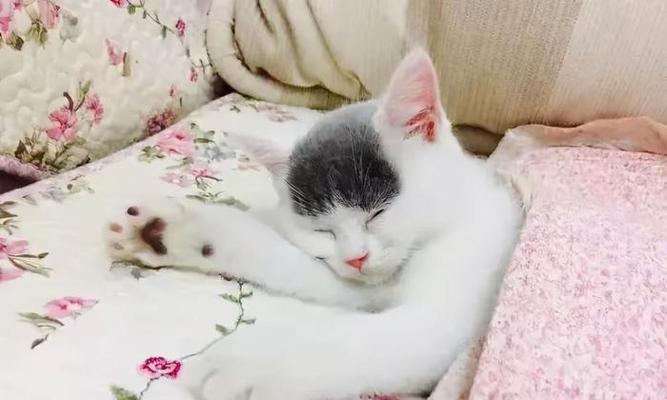 《小猫萌翻大猫——可爱与淘气的碰撞》（猫咪与小猫的生活故事）