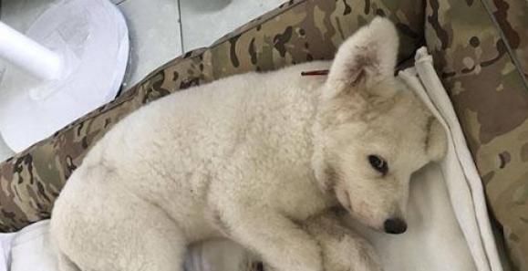 狗狗产后护理（如何正确照顾新生小狗）