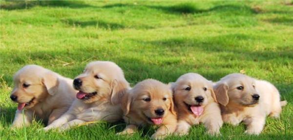 金毛犬喂养全攻略（如何让你的金毛犬健康成长）