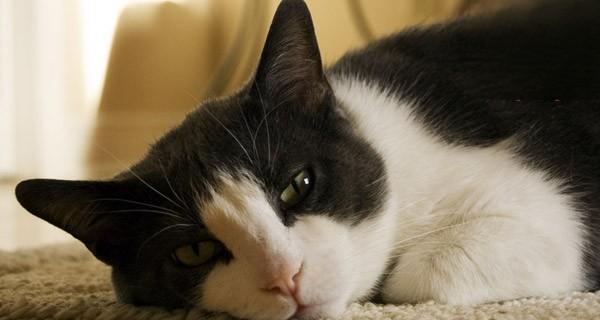 猫咪流泪的原因及对策（猫咪为什么会流泪？如何减轻猫咪流泪的症状？）