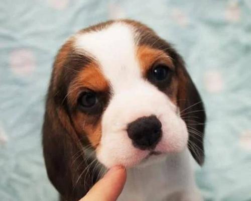 毕格狗与巴吉度的区别（认识这两种优秀的警犬）