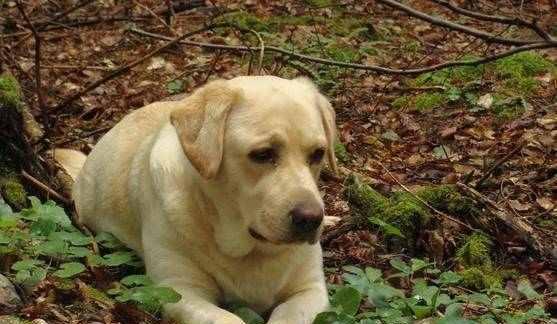 揭秘雄犬的生理特征（了解雄犬的荷尔蒙、性行为和健康问题）