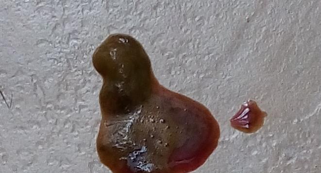 小狗拉稀又有血丝，该如何处理？（从食物到疾病，探究引起小狗拉稀的原因）