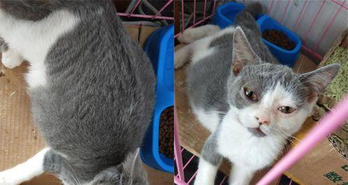 猫传腹的成因探析（猫传腹原因及预防方法详解）