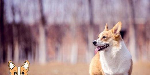 如何训练你的柯基犬（掌握有效的训练技巧，让你的柯基犬成为你的最佳伙伴）