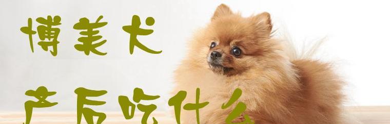 博美不能吃什么？（宠物的健康不能忽视！）